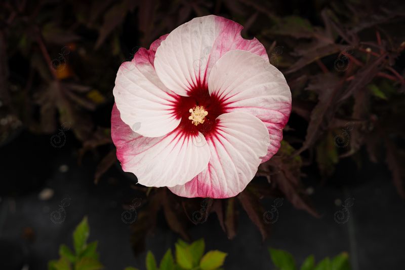 Tahi12 Rosemallow Hardy/Dinner Plate Hibiscus (Hibiscus moscheutos 'Tahi12' Carousel® Pink Candy)