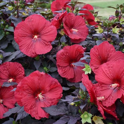 Tahi61 Rosemallow Hardy/Dinner Plate Hibiscus (Hibiscus moscheutos 'Tahi61' Carousel® Red Wine)