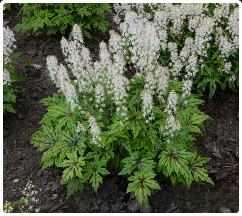 Cutting Edge Foam Flower (Tiarella 'Cutting Edge' PP29745)
