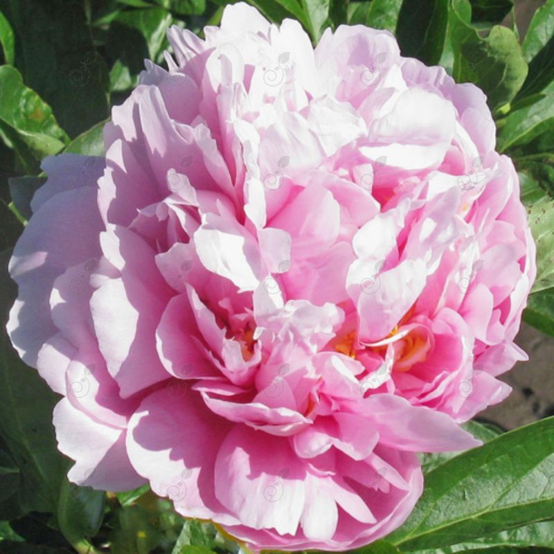 Gena Marie Light Pink Peony (Paeonia 'Gena Marie')