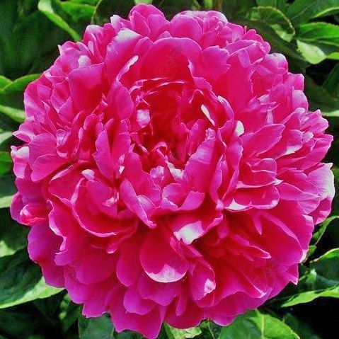 Wilford Johnson Pink Peony (Paeonia 'Wilford Johnson')