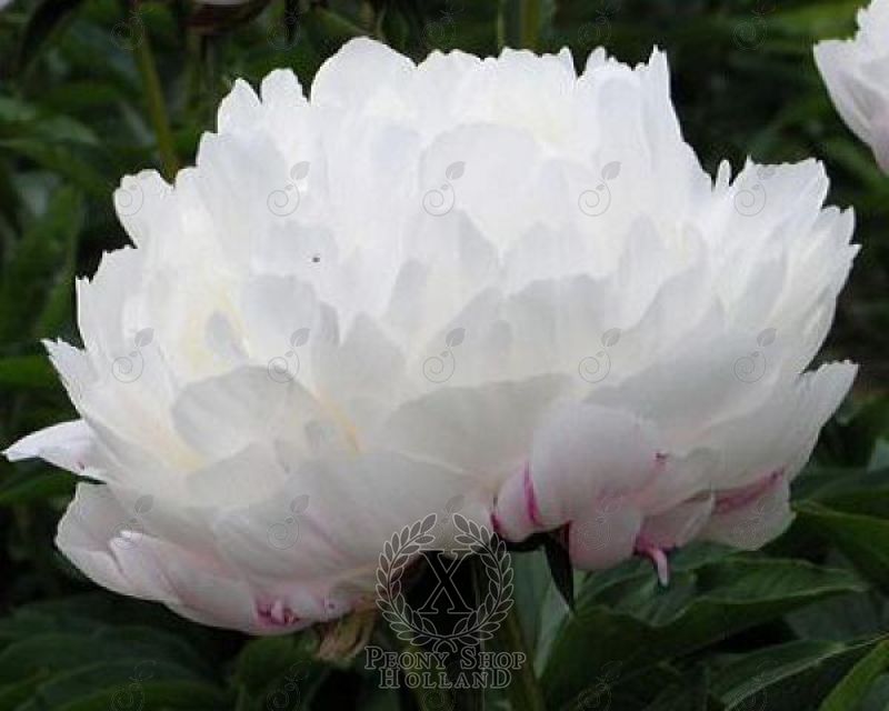 White Frost White Peony (Paeonia lactiflora 'White Frost')