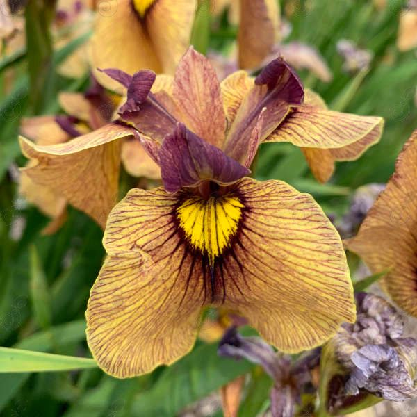 Night Thunder Yarai Pseudata Iris (Iris pseudata 'Night Thunder')