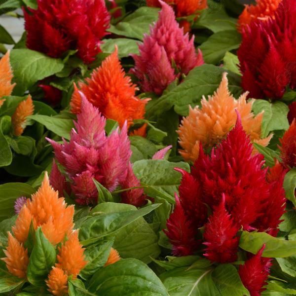 Ice Cream Mix Cock's Comb (Celosia plumosa 'Ice Cream Mix')