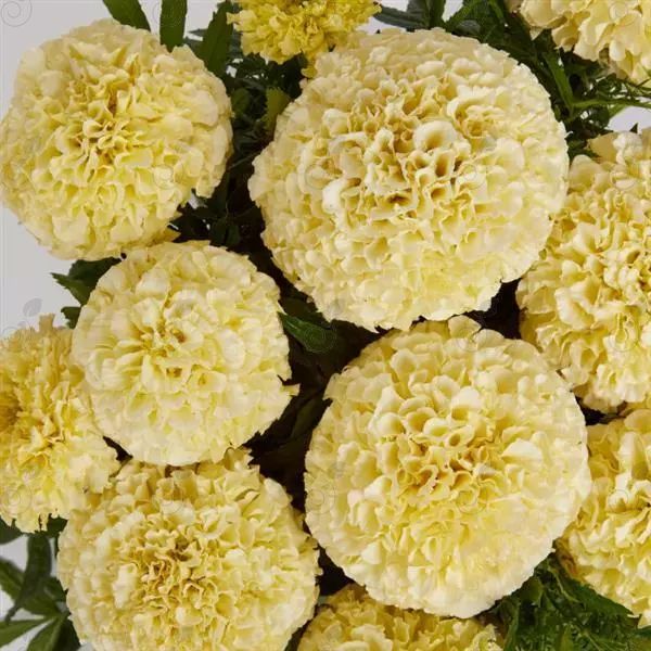 Lanna Lace Marigold (Marigold 'Lanna Lace')
