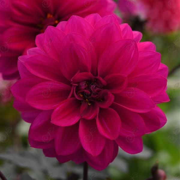 Dahlia (Dahlia City Lights™ Neon)