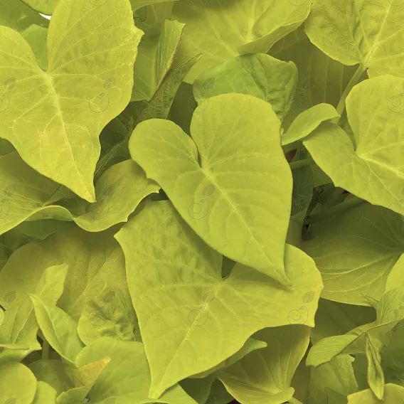 Sidekick Heart Lime Sweet Potato Vine (Ipomoea batatas 'Sidekick Heart Lime')