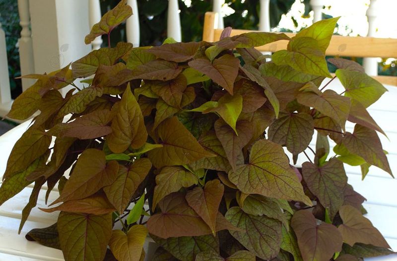 Sweet Georgia® Chestnut Heart Sweet Potato Vine (Ipomoea batatas 'Sweet Georgia® Chestnut Heart')