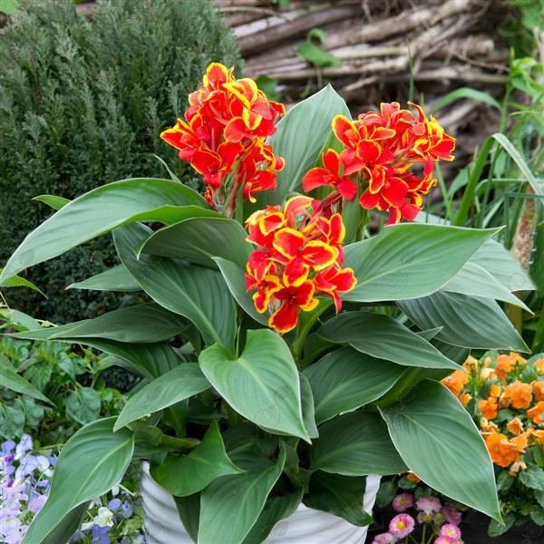 Red Golden Flame Canna Lily (Canna Cannova® 'Red Golden Flame')
