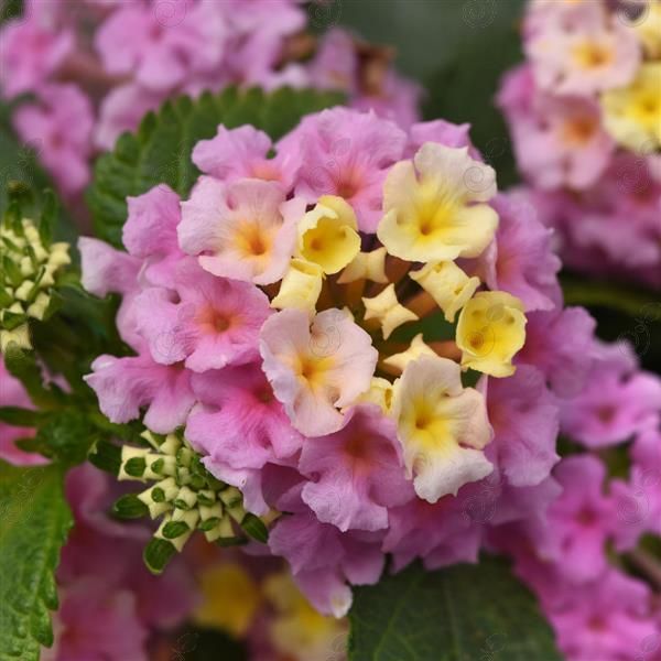 Little Lucky™ Lavender Lantana (Lantana 'Little Lucky™ Lavender')