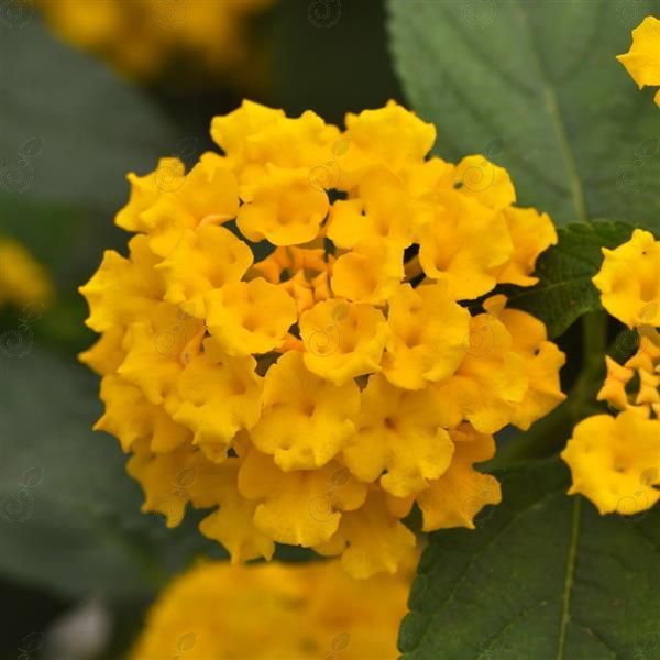 Landmark™ Gold Lantana (Lantana 'Landmark™ Gold')