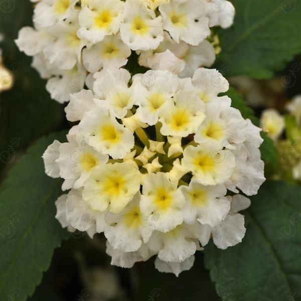 Little Lucky™ White Lantana (Lantana 'Little Lucky™ White')