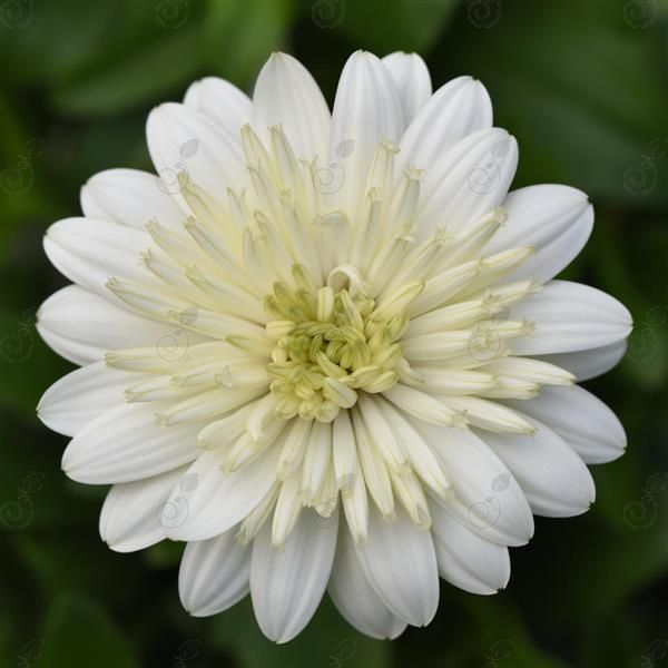 4D™ White African Daisy (Osteospermum '4D™ White')
