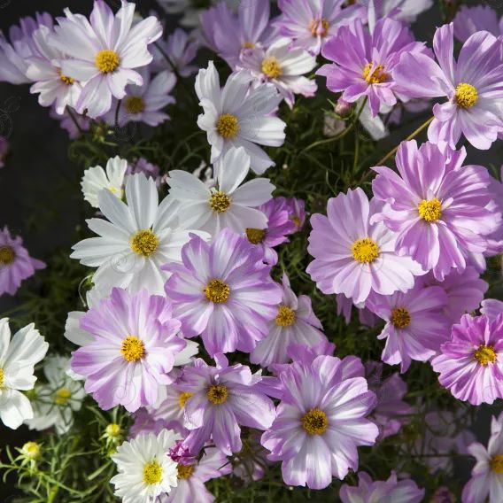 Cosmos (Cosmos 'Apollo™  Lovesong)