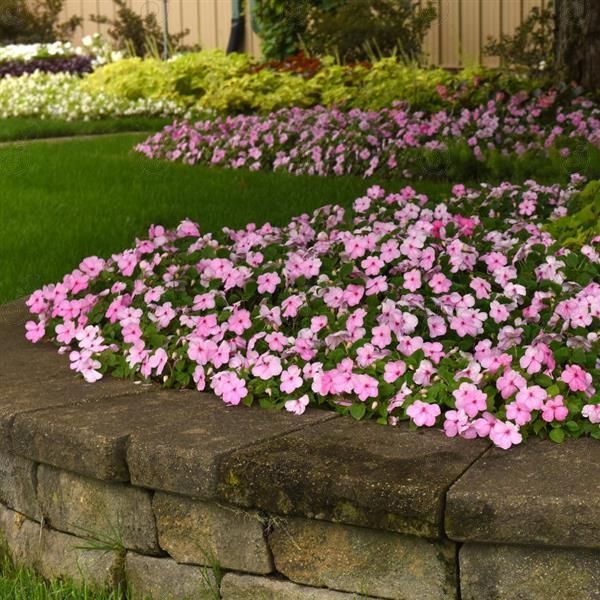 Beacon® Light Pink Impatiens (Impatiens walleriana 'Beacon® Light Pink')