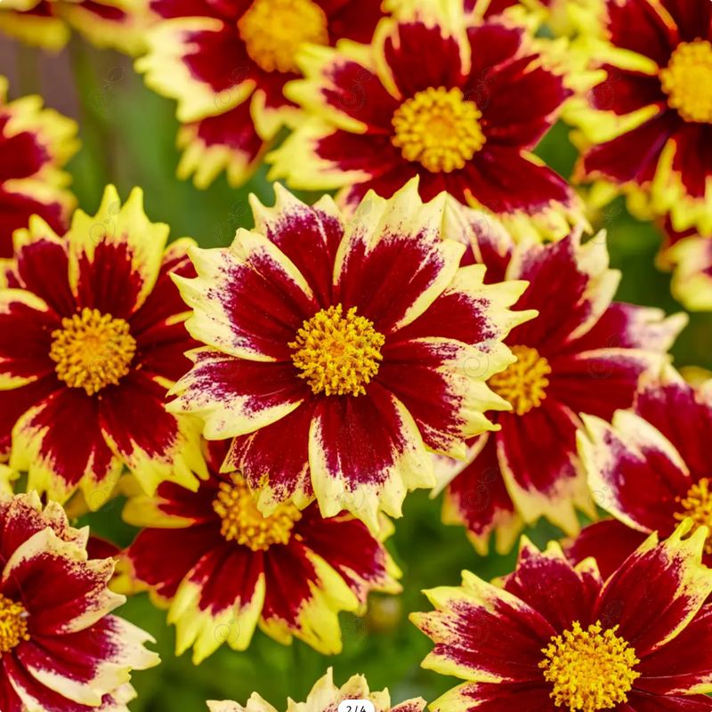 Solar Fancy Tickseed (Coreopsis grandiflora 'Solar Fancy' PP35403)