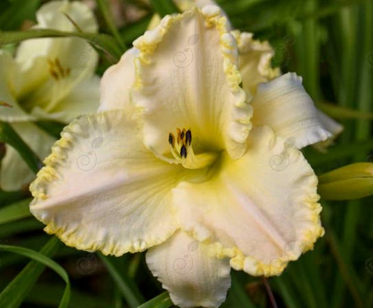 Marquee Moon Daylily (Hemerocallis 'Marquee Moon')