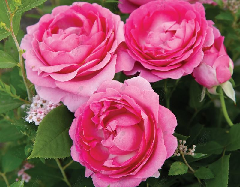 Raspberry Cupcake Hybrid Tea Rose (Rosa hybrid tea 'Raspberry Cupcake')