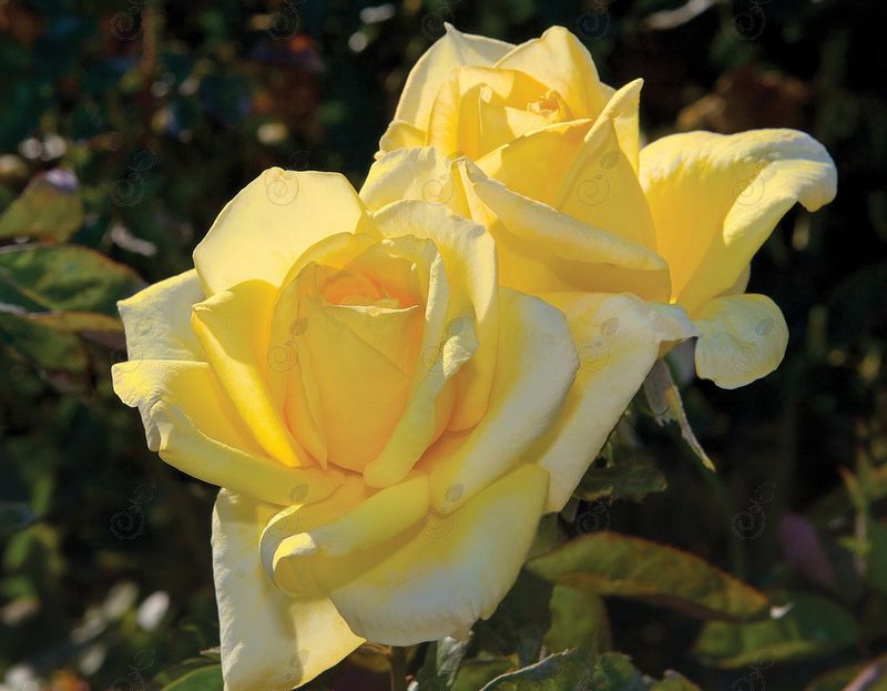 Oregold Hybrid Tea Rose (Rosa hybrid tea 'Oregold')