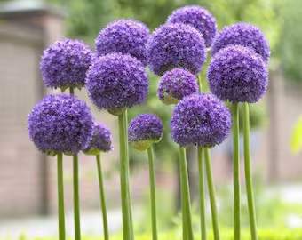 Gladiator Ornamental Flowering Onion (Allium 'Gladiator')