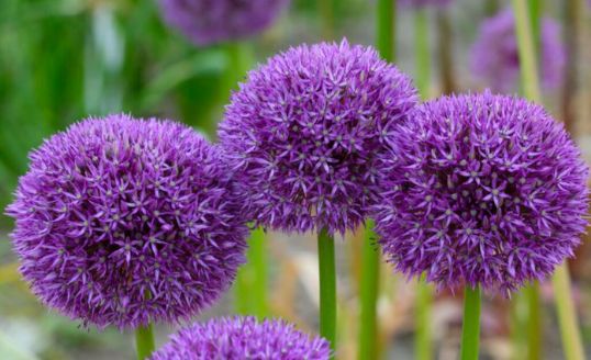 Pinball Wizard Ornamental Flowering Onion (Allium 'Pinball Wizard')