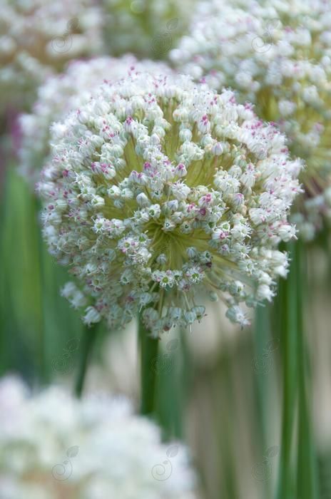 Ping Pong Ornamental Flowering Onion (Allium 'Ping Pong')