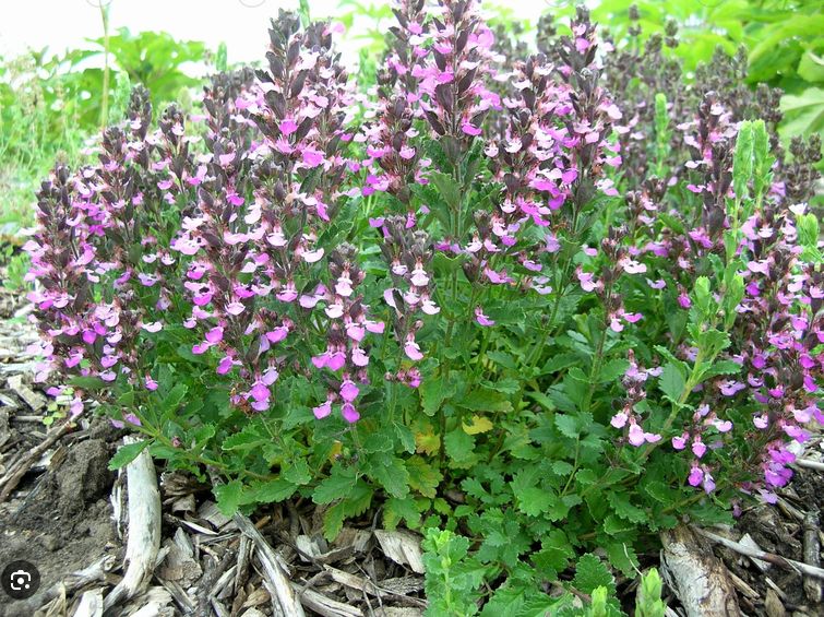 Germander (Teucrium chamaedrys nanum)