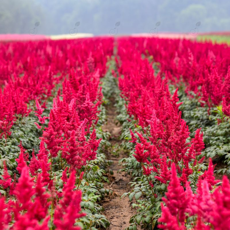 Fanal False Goat's Beard (Astilbe x 'Fanal')