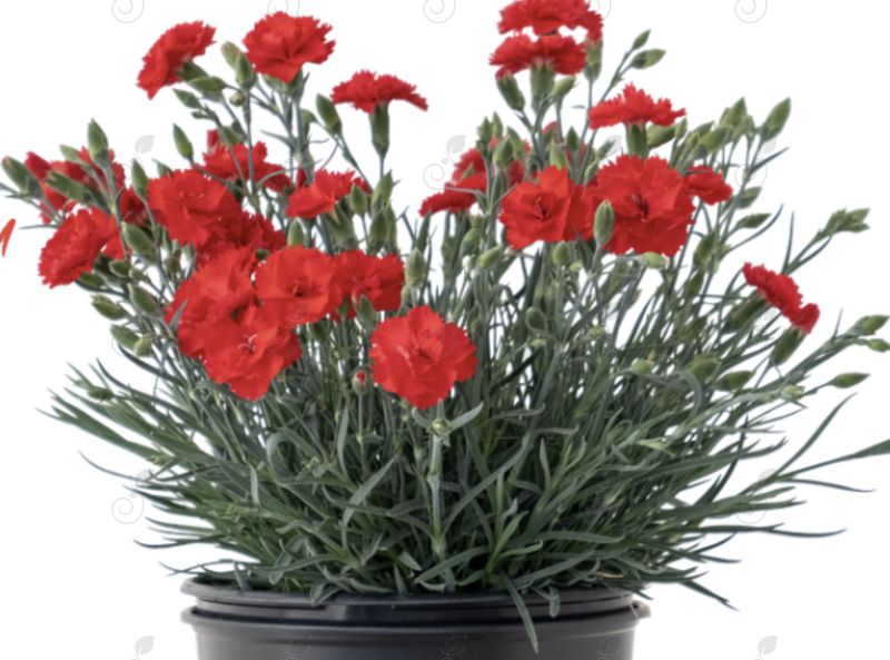 Fire Dance Pinks Carnation (Dianthus 'Fire Dance'™)