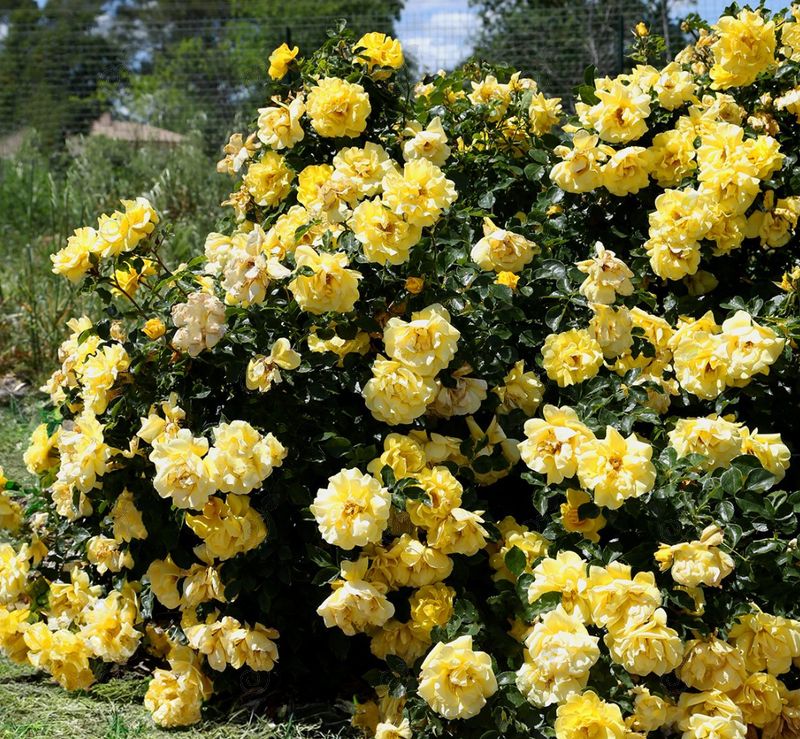 Meisaxa Yellow Floribunda Roses (Rosa 'Meisaxa' PPAF Brick House® Yellow)
