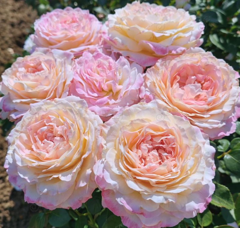 WEKprelamima Fragrant Pink and Cream Hybrid Tea Roses (Rosa 'WEKprelamima' PPAF Matrimony™)