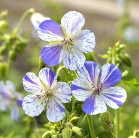Delft Blue Hardy Geranium Cranesbill (Geranium 'Delft Blue')